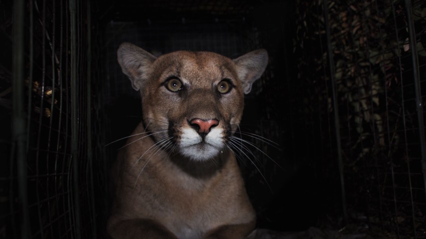 nps-mountain-lion-2019