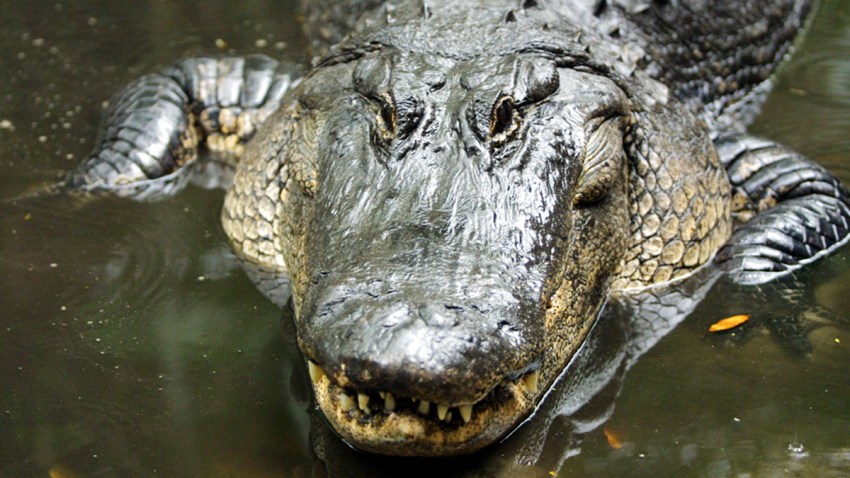 Louisiana Sues California Over Alligator Ban – NBC Los Angeles