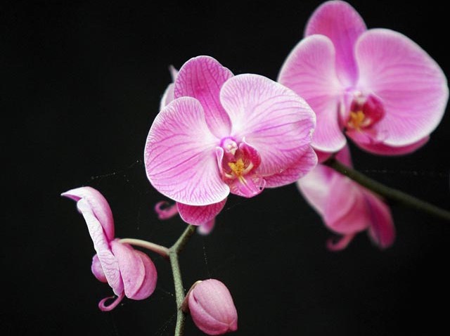 57655911CH003_Chelsea_Flowe