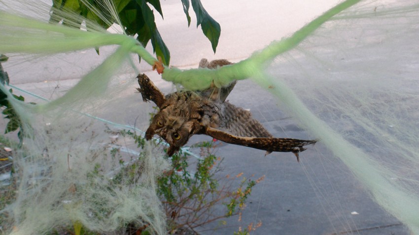 Homes Halloween Decor Dangers