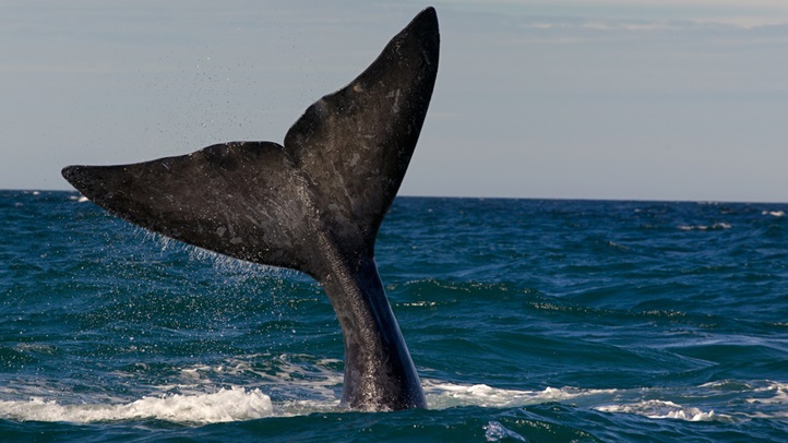 oxnardwhaleshutterstock