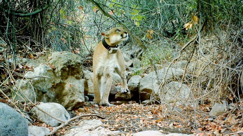 p-22