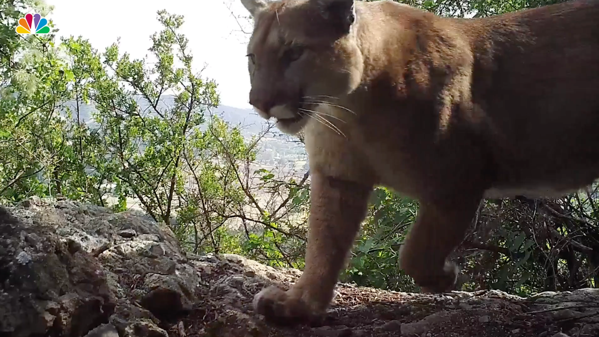 Wildlife Officials Plan Capture and Checkup of P-22 Lion After Recent Incidents