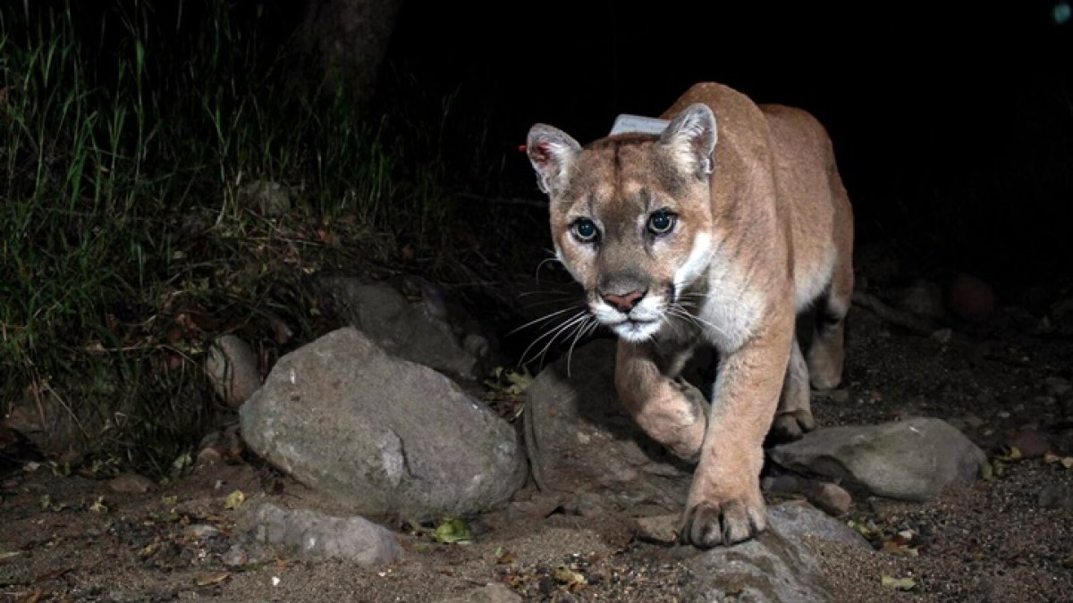 Mountain Lion P-22, the ‘Hollywood Cat,’ Is Euthanized