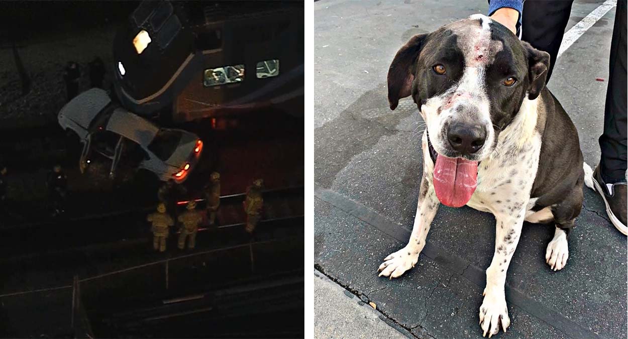 Dog Rescued From Car Crushed In Fatal Train Crash Is Recovering With ...