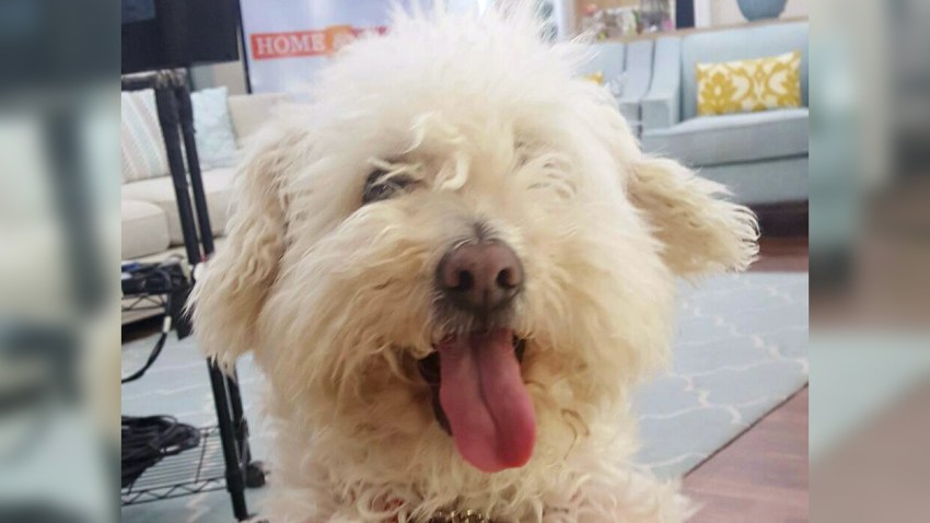 pet-week-arthur-IMG_20170331_182358_577
