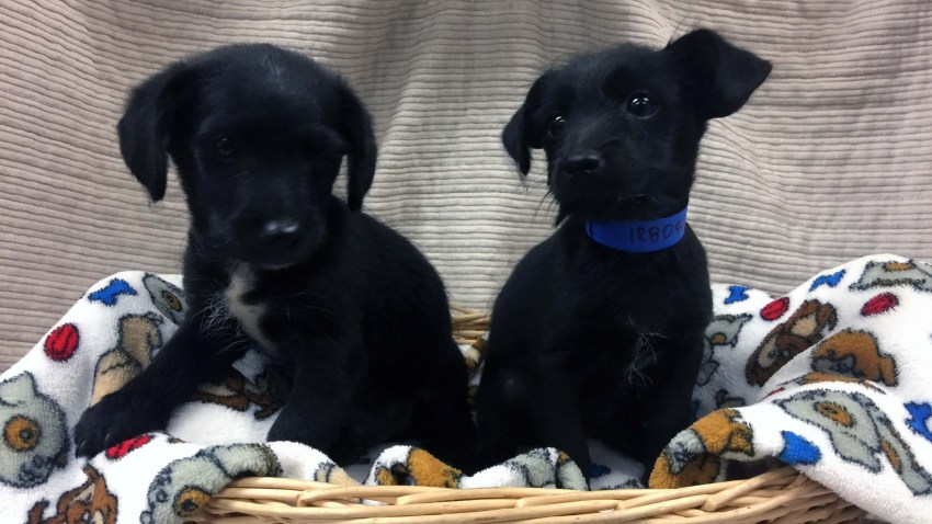 pet-week-cts-pluto-goofy-august-2-2019