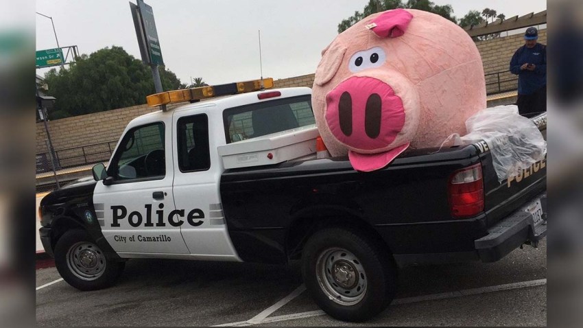 pig-ventura-county-prize-august-8-2019