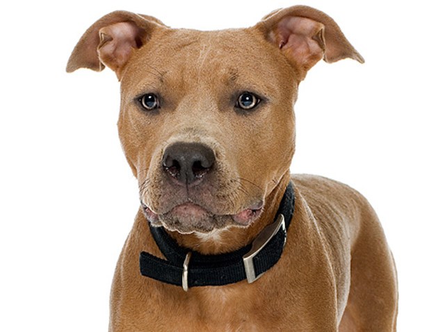 pitbull-generic