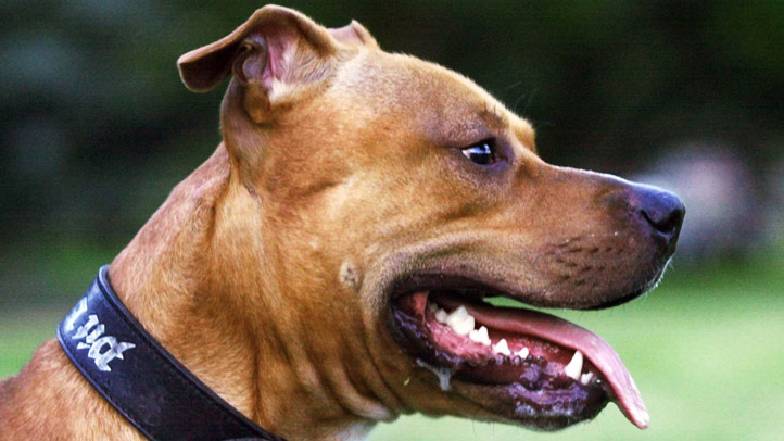 pitbullsattack