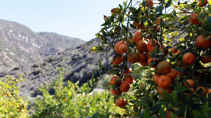 Ojai Fresh Pixie Month Specials Nbc Los Angeles