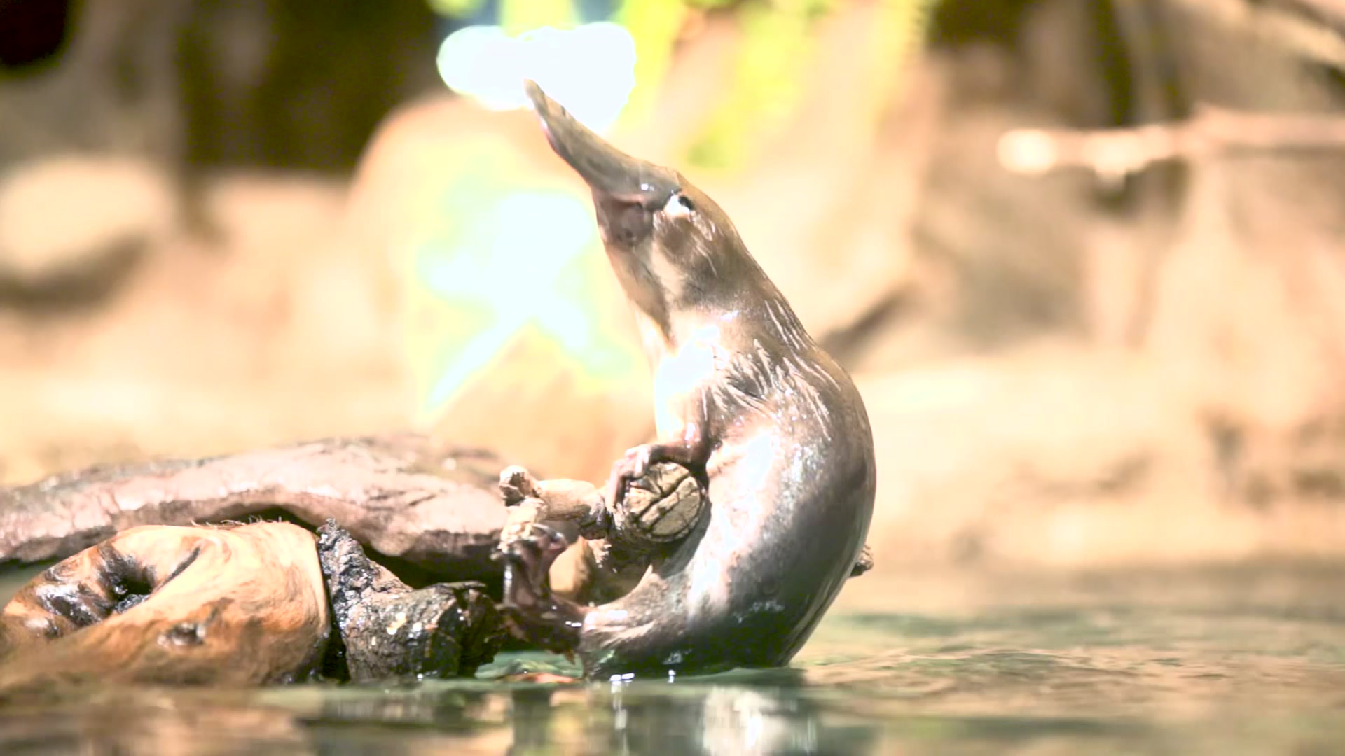san diego zoo platypus san diego zoo platypus
