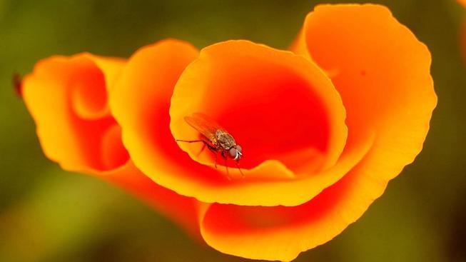 poppyGettyImages-7248239012