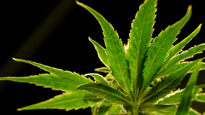Marijuana Legalization Landscape