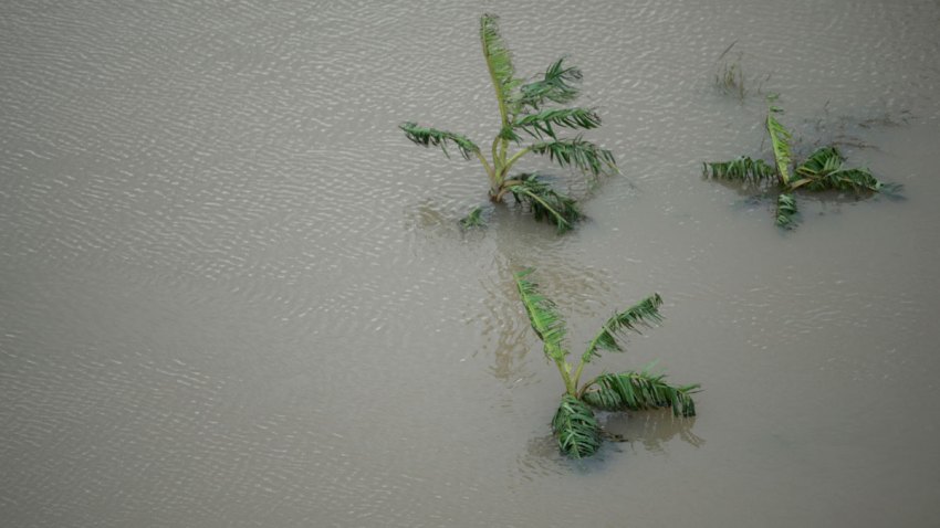 Puerto Rico Agriculture