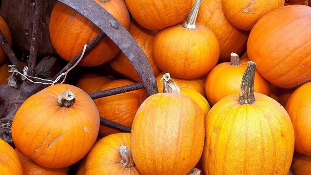 pumpkingenericorange