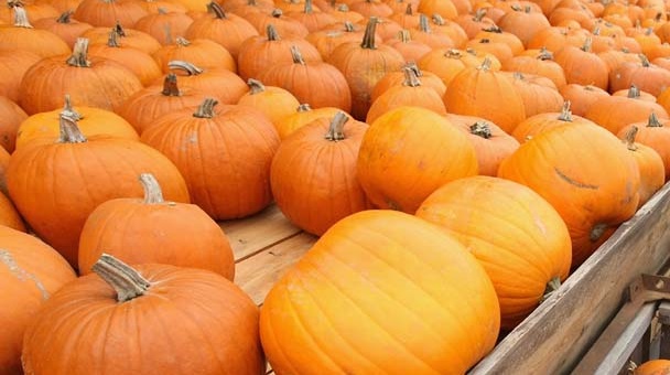 83236035SG014_Pumpkin_Mania