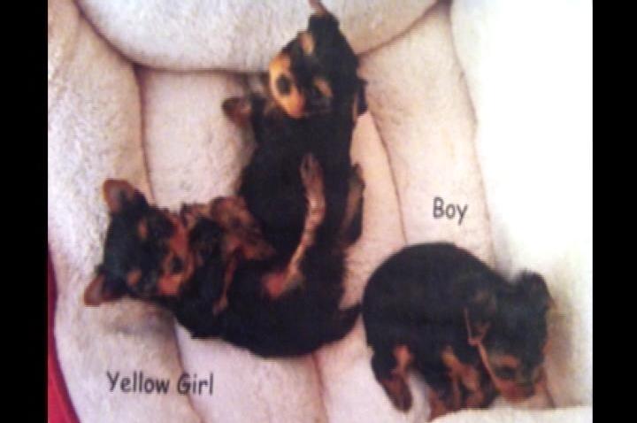 puppies12