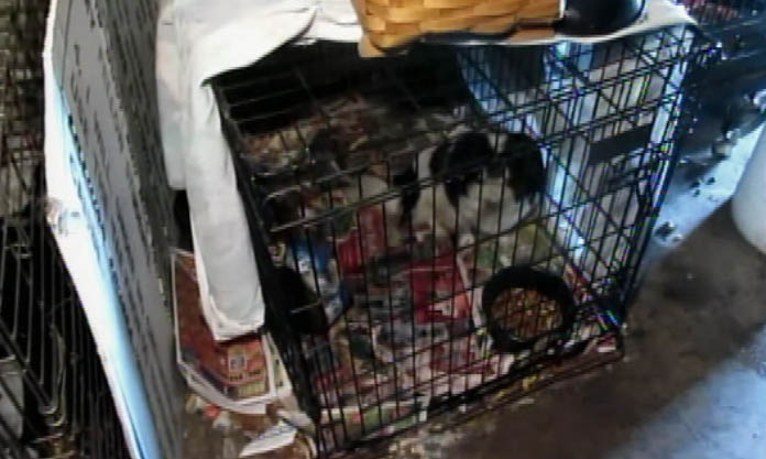 Puppy Mill Busted With 33 Dogs, Now Looking for Homes ...