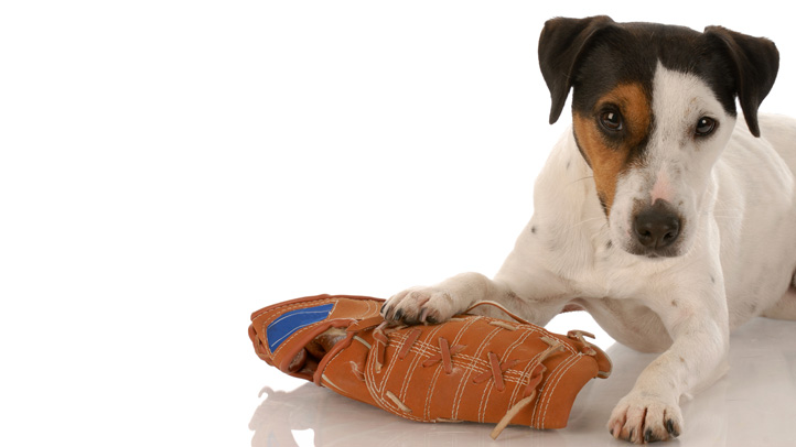 pups-shutterstock_38509813