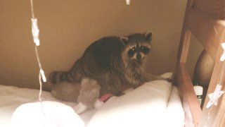 a raccoon stares at the camera from a girl's bed