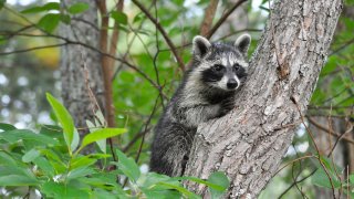 raccoon-shutterstock_120094420