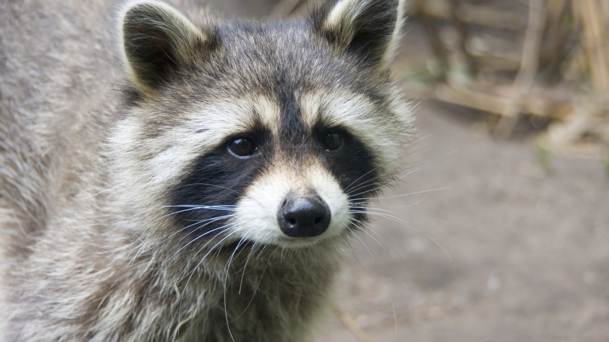 Raccoon roundworm eggs detected in a dog in San Fernando Valley