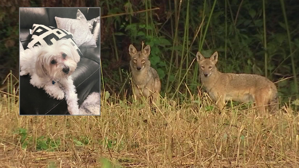 Rancho Peñasquitos Residents Worried by Recent Coyote Attacks on Dogs NBC Los Angeles