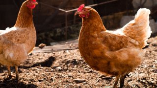 red farm chickens generic