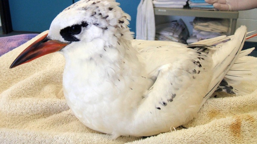 red tailed tropicbird