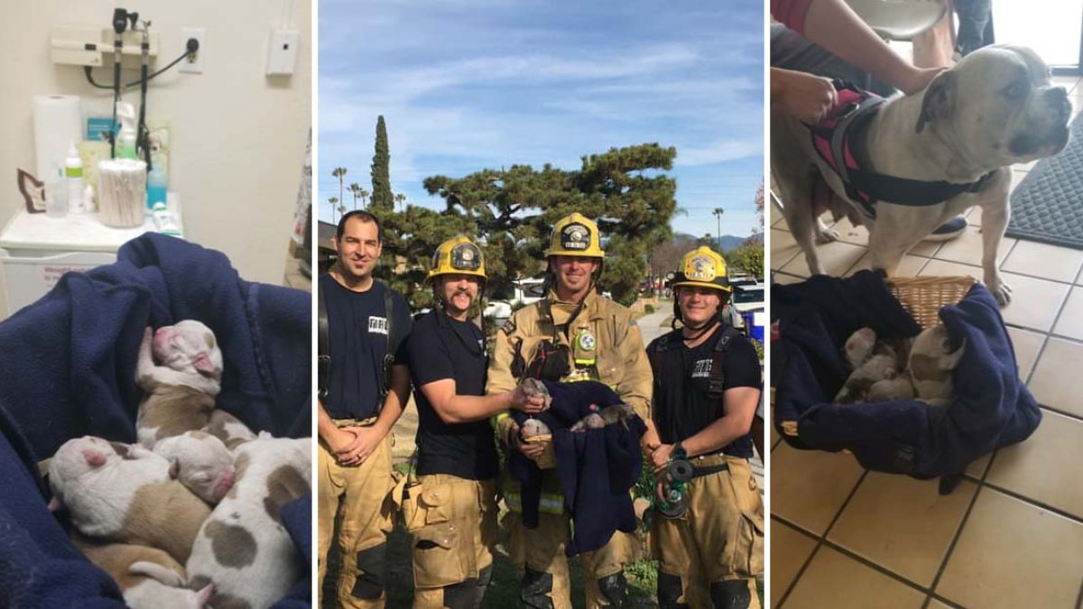 Mama Bulldog and Puppies Saved by Firefighters in San Bernardino County ...