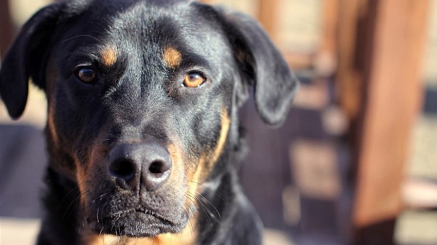 rottweiler-generic