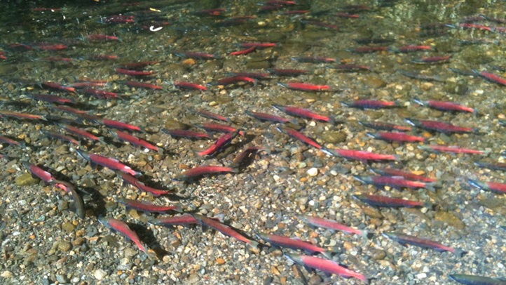 salmon_tahoe_AGP