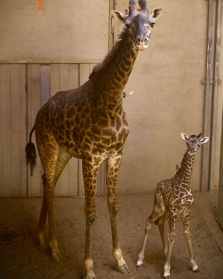 Santa Barbara Zoo Just a Baby Boy Giraffe NBC Los Angeles