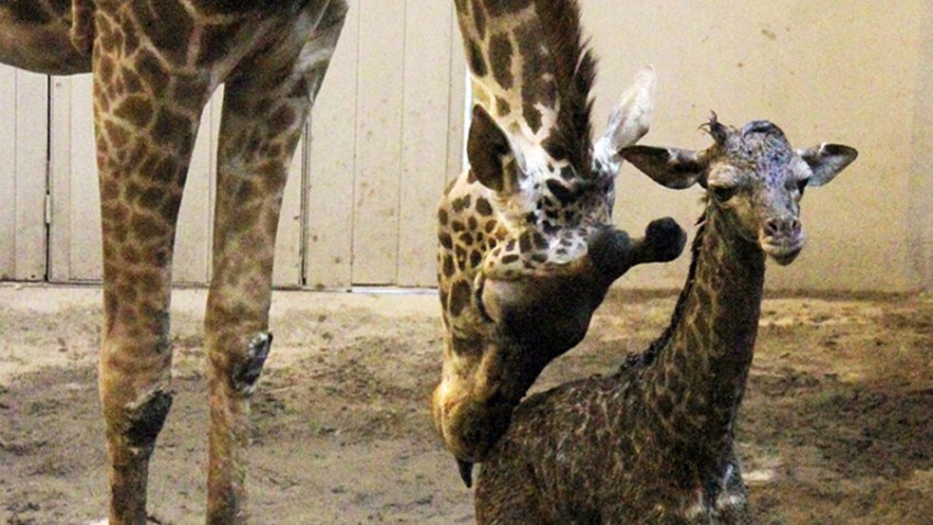 sbzoogiraffe1