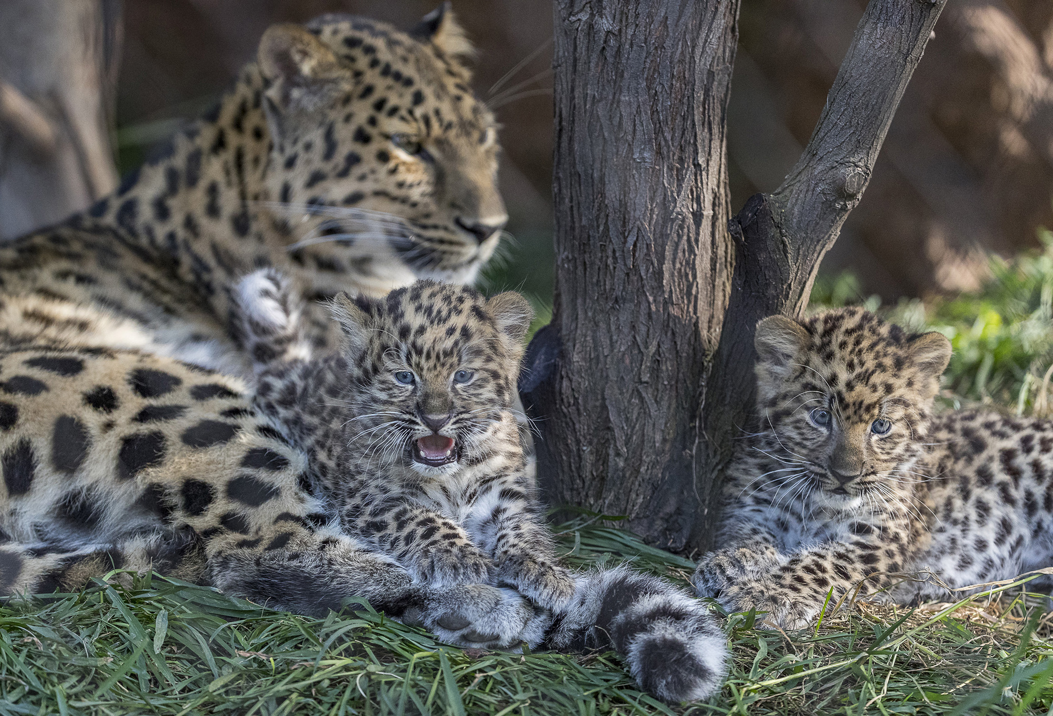 Amur Leopard Cubs Make Their San Diego Zoo Debut – NBC Los Angeles