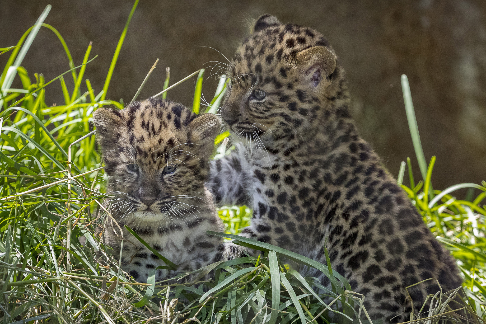 Amur Leopard Cubs Make Their San Diego Zoo Debut – NBC Los Angeles
