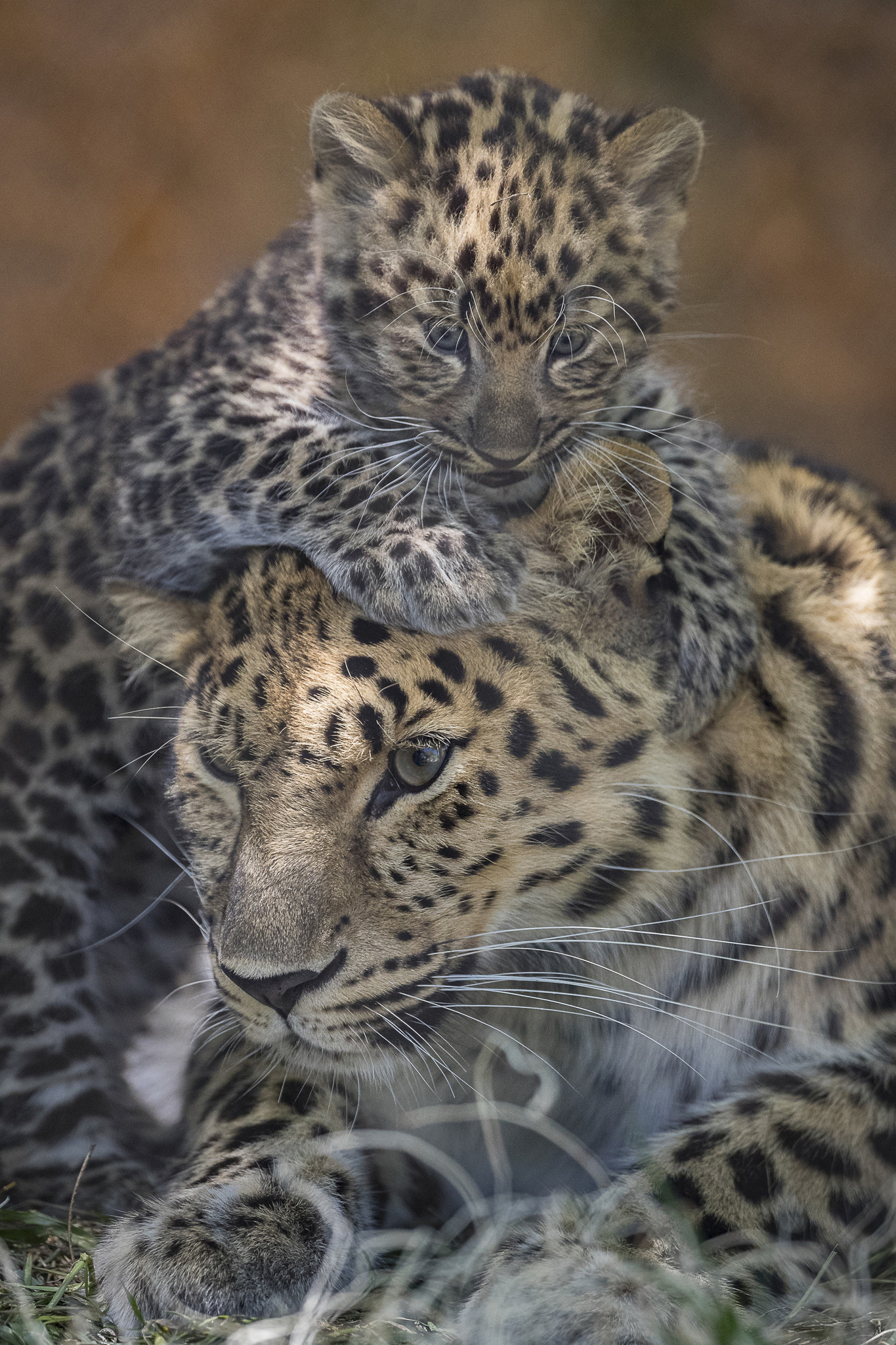 Amur Leopard Cubs Make Their San Diego Zoo Debut – NBC Los Angeles