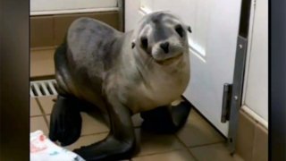 A sea lion injured in a fall from a bridge in Orange County is recovering at the Pacific Marine Mammal Center.