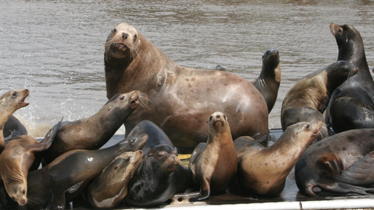 San Diego City Council votes to close Point La Jolla year-round to ...