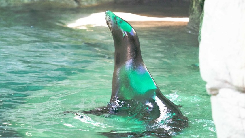 sealion18