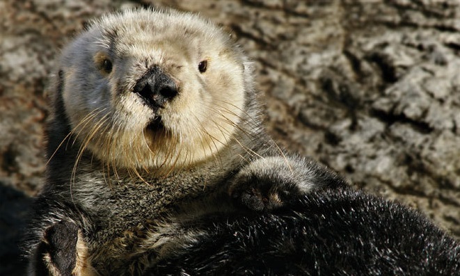 seemontereyotter1