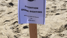 shark-advisory-lb