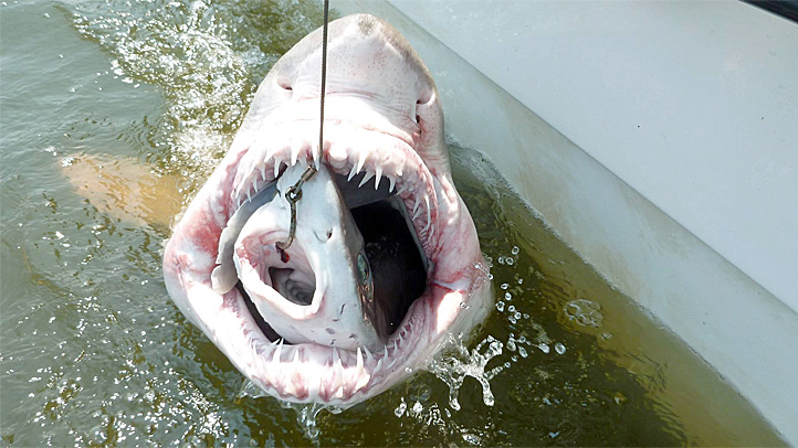 Shark-Eat-Shark: Scientists Share Terrifying Photo – NBC Los Angeles