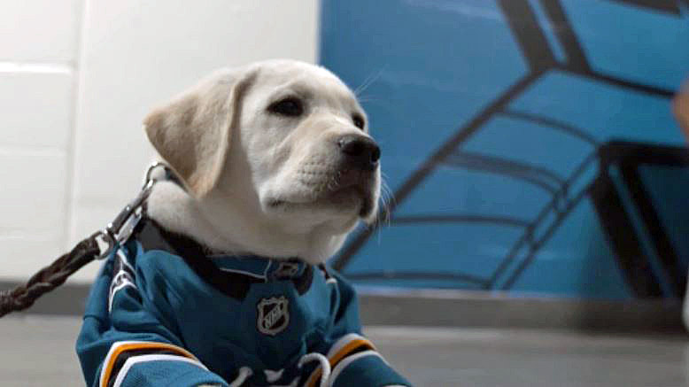 Sharks Introduce A Team Dog And His Name Is Finn Nbc Los