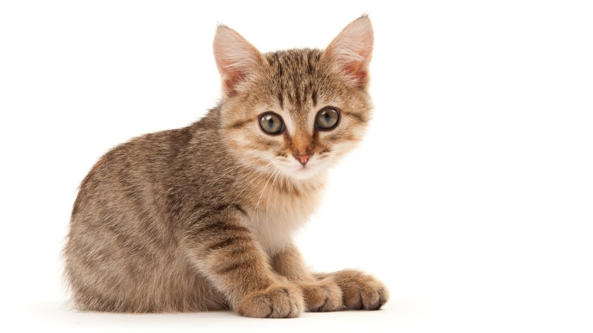 shutterstock-gatito