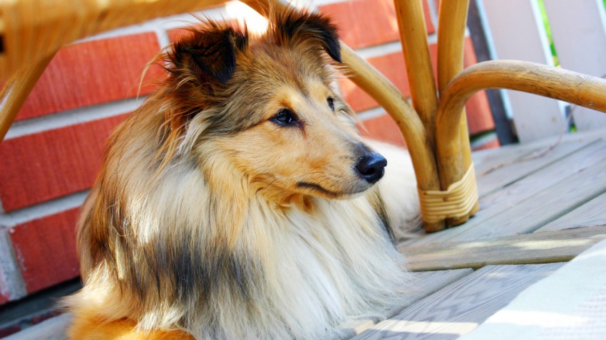 Blessing_Of_The_Animals_1200x675_778345028001.jpg