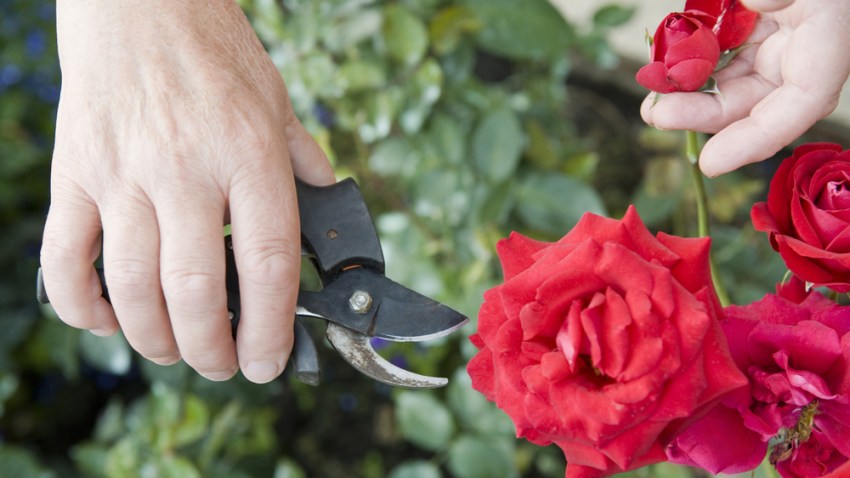generic flowers being cut garden