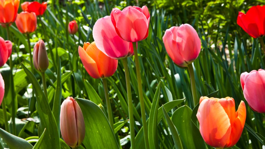 shutterstock_75394009