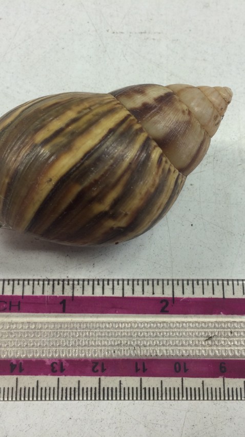 snail2